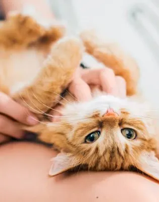 gata