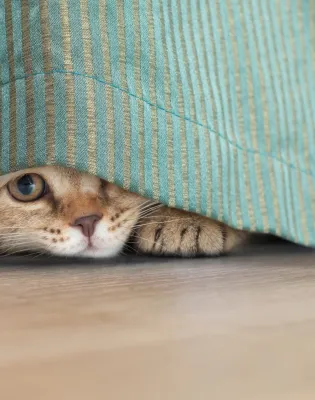 gata