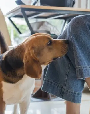 dog