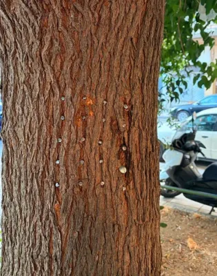 δεντρο