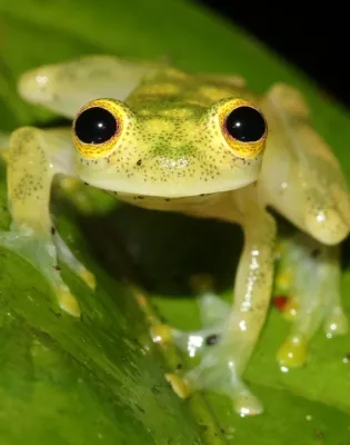 FROG