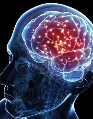 brain