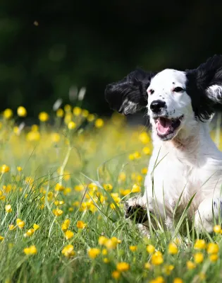 happydogs