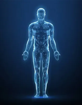 body human