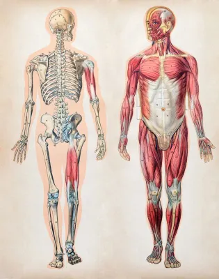human body
