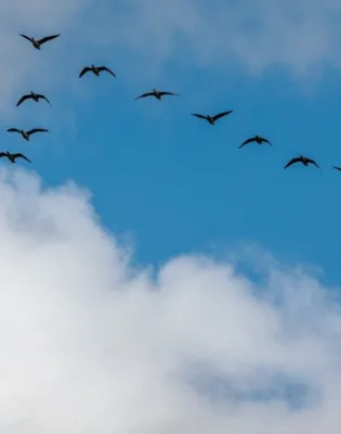 birds