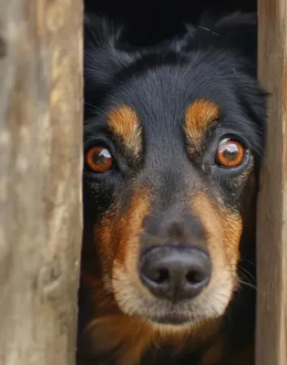 dog_fearful