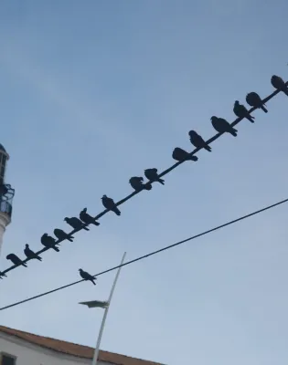 Πουλιά επάνω σε ηλεκτροφόρα καλώδια