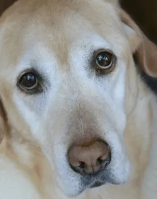 sad_dog