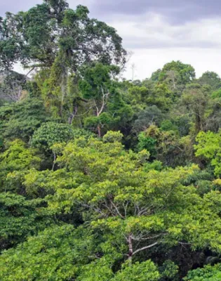 rainforest