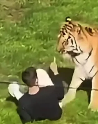 Τίγρης στην Αγγλία
