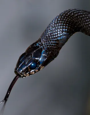 φίδι