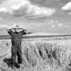 agrotis