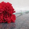 γαρύφαλλο