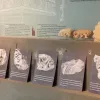 Πρέβεζα: Πιστά αντίγραφα αρχαίων ελληνικών μουσικών οργάνων φιλοξενούνται στο μουσείο της Αρχαίας Νικόπολης	