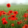 poppies