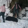 Κυνηγοί σκότωσαν αρκούδα με τα μωρά της