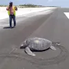 sea turtle