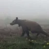 Αρκουδάκι του Αρκτούρου 
