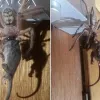 Αράχνη στην Τασμανία