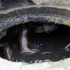 manhole workers india