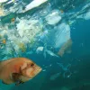 plastic ocean