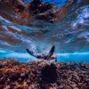 sea turtle