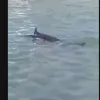Ξιφίας στη Χαλκίδα 