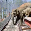 railway elephants