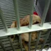 Βίντεο της PETA με πειράματα σε σκύλους