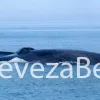 Πρέβεζα