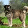 skylos