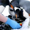 thylikes pinguinoi