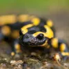 salamandra