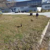 dendrofiteysh
