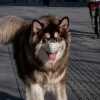 koronoios skylos