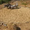 Θέρος και Αλώνισμα