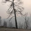 fotia pyrkagia