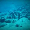 palaiokastro siteias kentriki arxaiologiki anaskafi