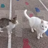 Chios_Kallimasia_dimotiko_gatakia