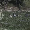 manolada ergates