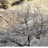 fotia pyrkagia kammena