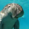 Dugong