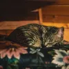 gata