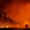 pyrkagia gallia kentriki