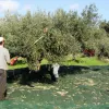 συγκομιδή