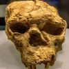 Κρανίο Homo erectus 