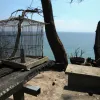 pyrkagia mati