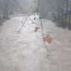 κακοκαιρία