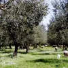 Ελιές